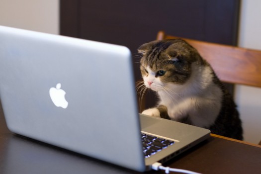 11 Señales Inequivocas De Que Tu Gato Está Intentando Matarte