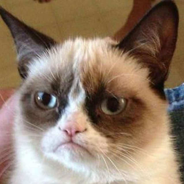 11 Señales Inequivocas De Que Tu Gato Está Intentando Matarte
