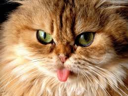 11 Señales Inequivocas De Que Tu Gato Está Intentando Matarte