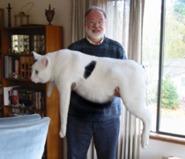 El Gato Gigante