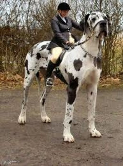 Un Perro Del Tamaño De Un Caballo