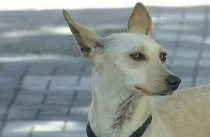 9 Pruebas De Que El Perro Es
