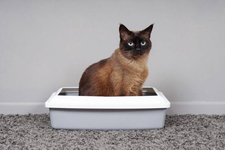 Cómo eliminar el mal olor de la arena del gato