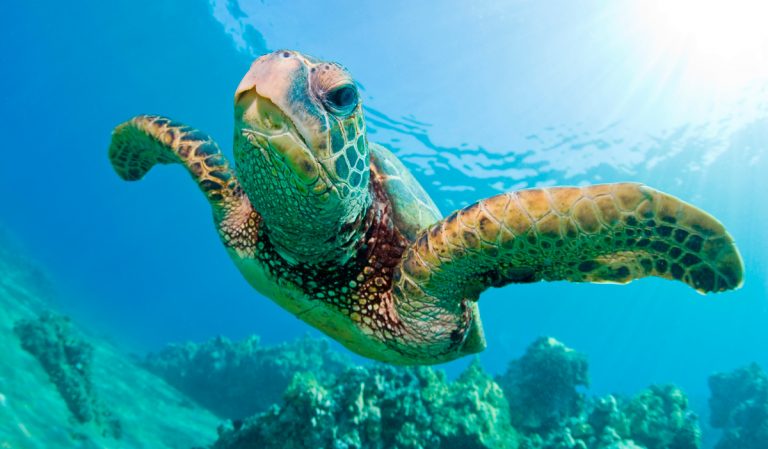 Qué es la fauna