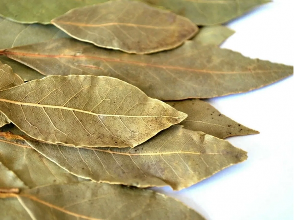 Hojas De Laurel Para Que La Ropa No Se Destiña