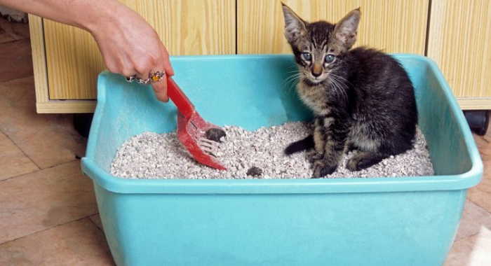 Limpia constantemente el arenero del gato