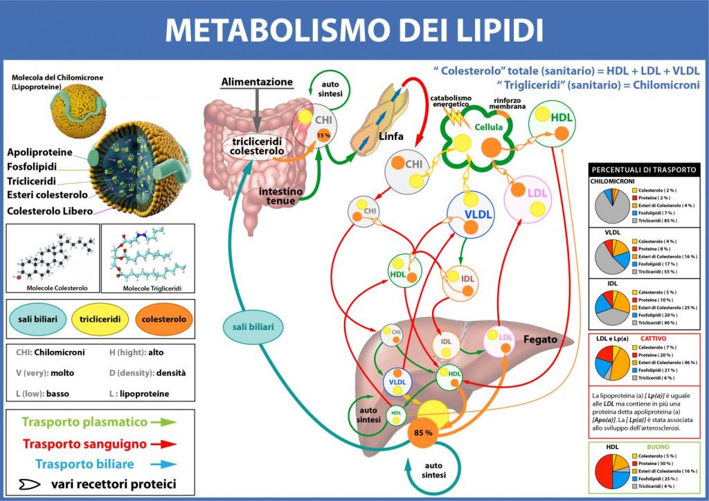 Colesterol alto: alimentos que deben estar en tu dieta para bajarlo