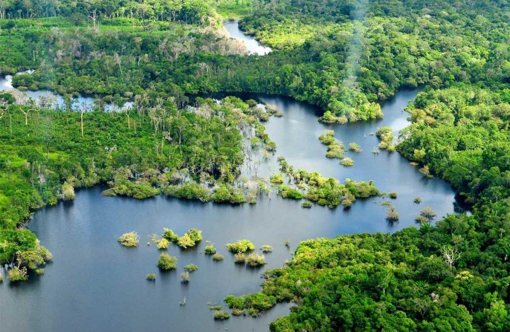 Ecosistema Del Amazonas