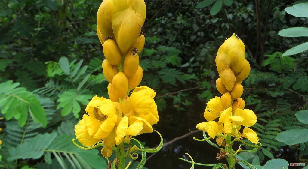 Flora Del Amazonas