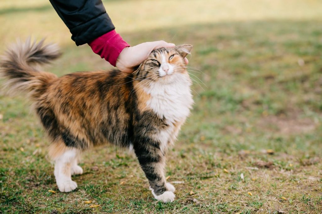 ¿Qué Es El Petting?