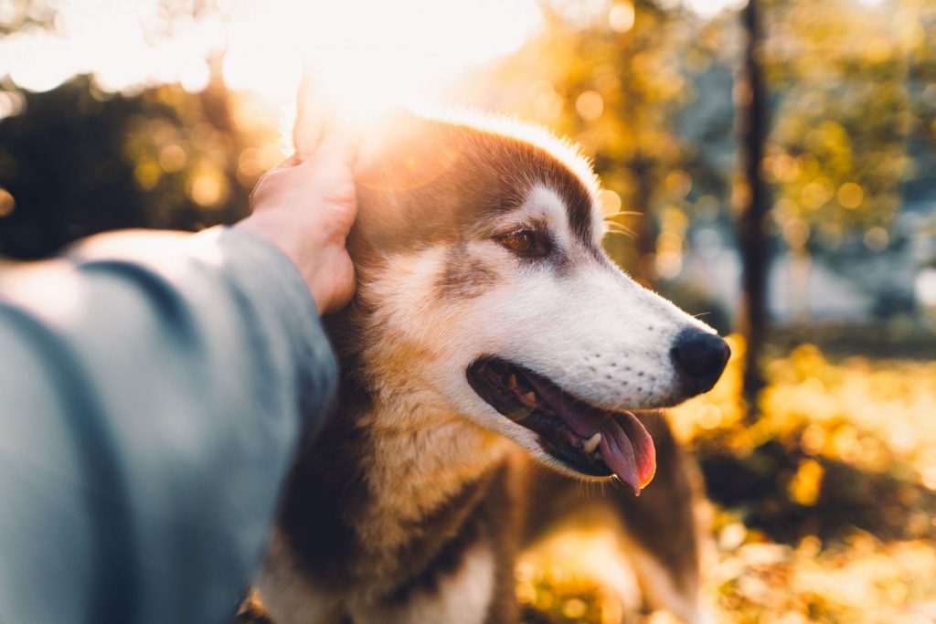 ¿Cómo Se Practica El Petting?