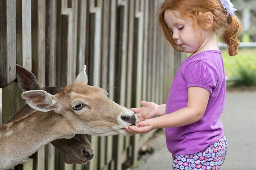 Riesgos De Practicar Petting