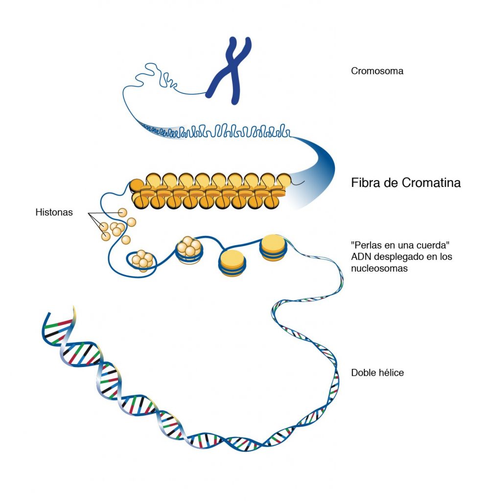 Tipos De Cromatina