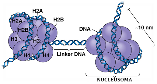 El Nucleosoma