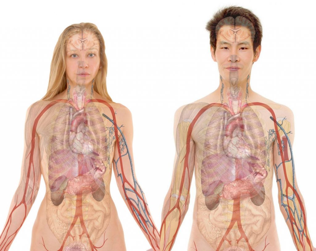 Fisiología Humana