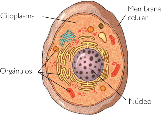 Fisiología Celular