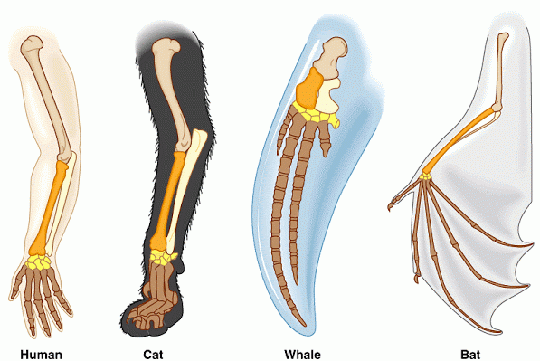 Fisiología Comparada