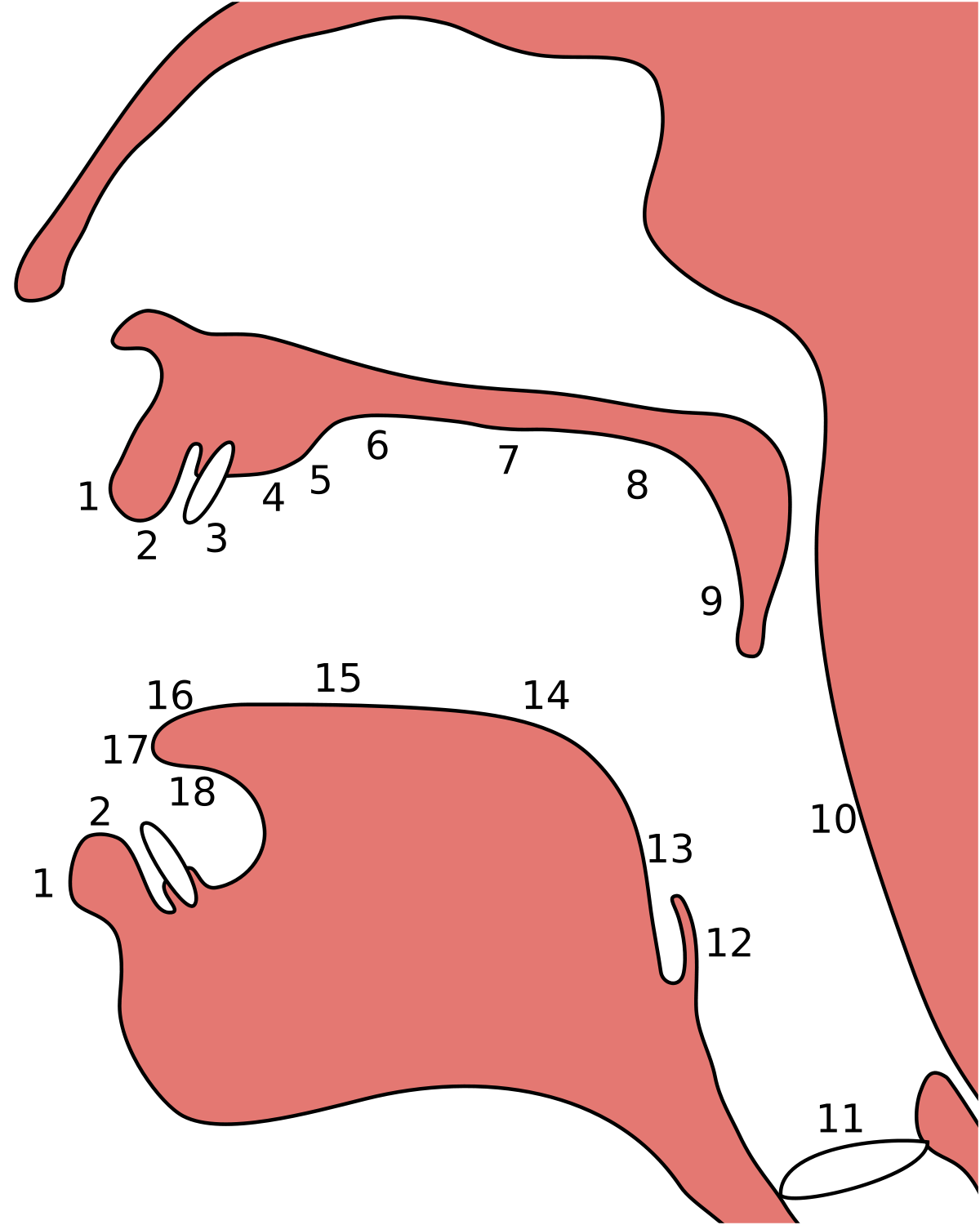 Qué es la fonética