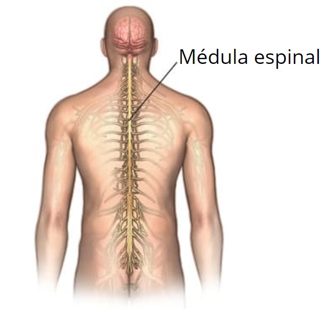 Anatomía Externa