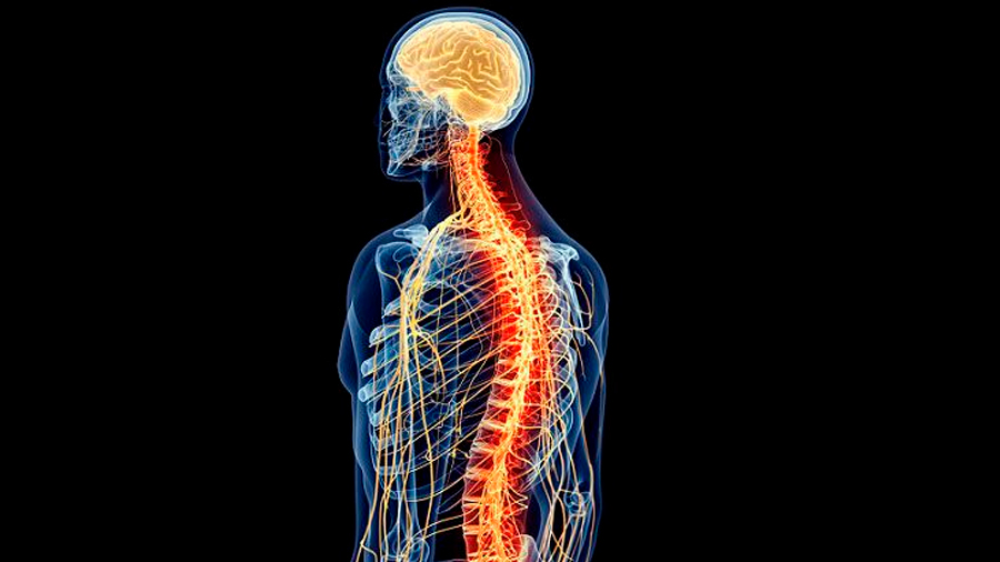 Funciones De La Medula Espinal