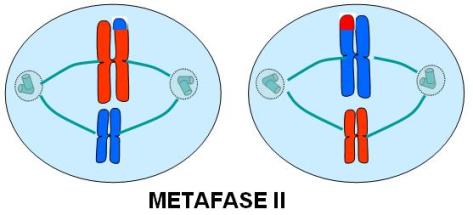 Metafase Ii