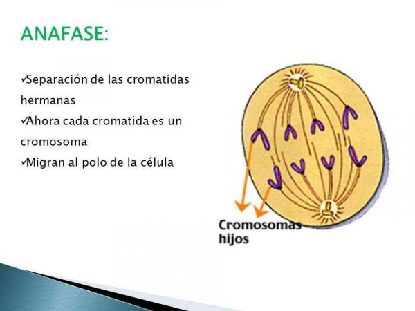 Anafase