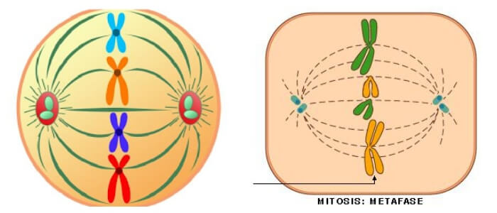 Metafase I