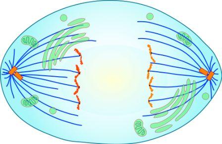 Anafase I