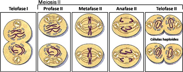 Profase Ii