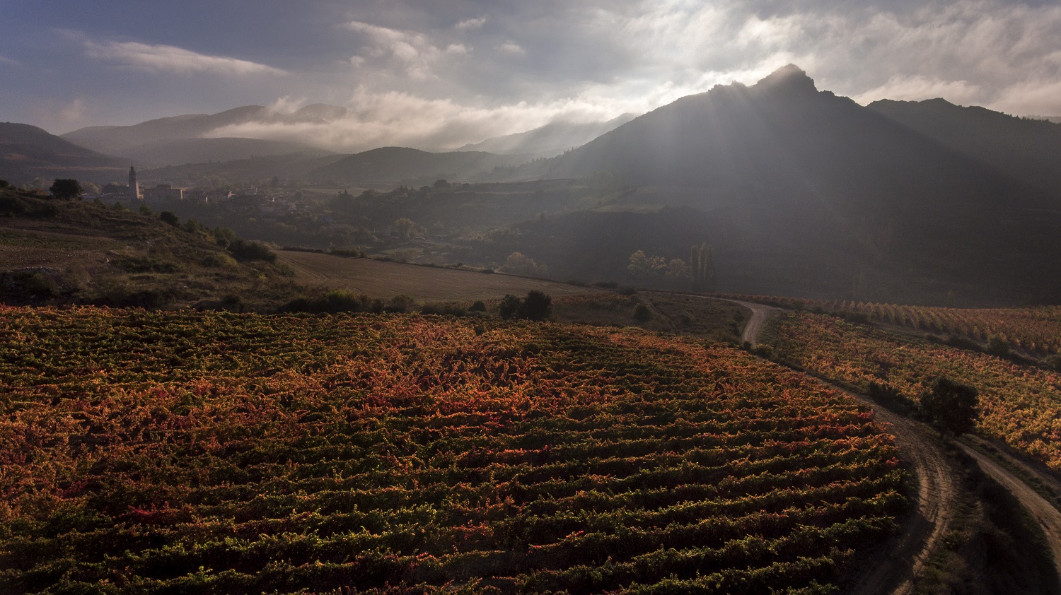 Vino De Calidad