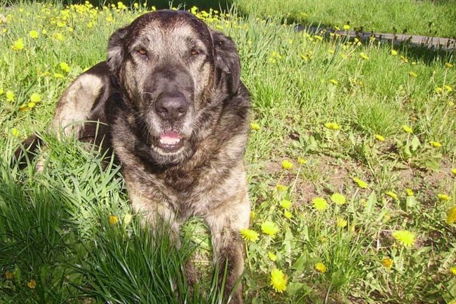 9 Pruebas De Que El Perro Es