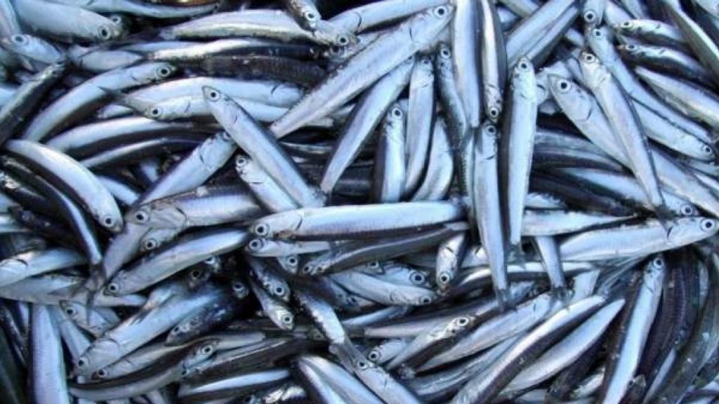 Los Boquerones 