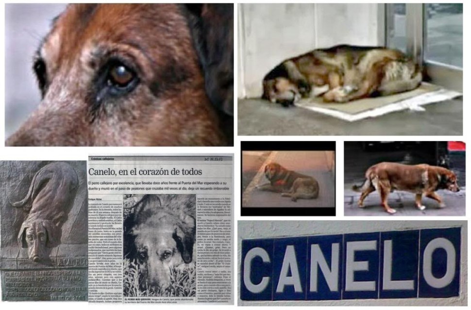 9 Pruebas De Que El Perro Es