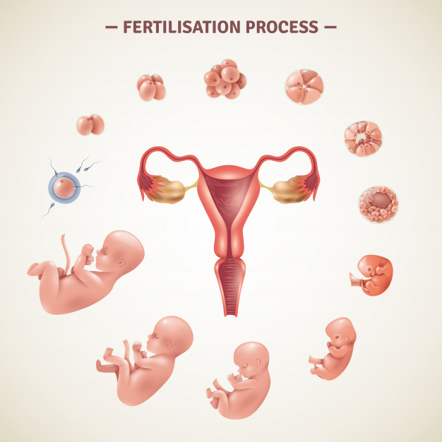 ¿Cómo Es El Proceso De Fecundación?