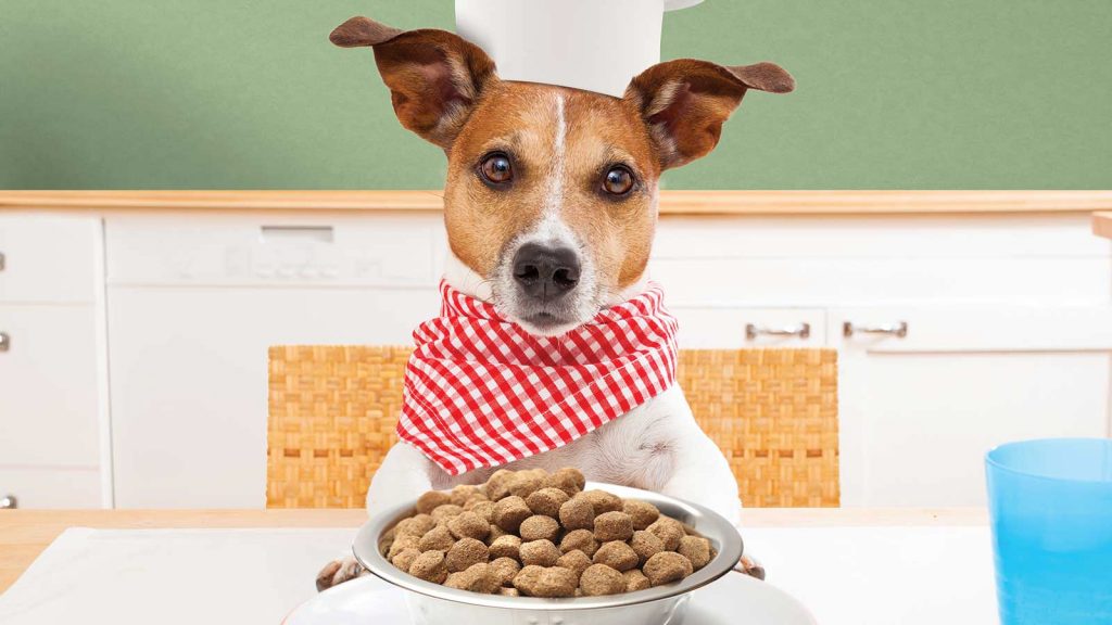 El Error Más Catastrófico Que Cometes Todos Los Días Cuando Le Das La Comida A Tu Perro