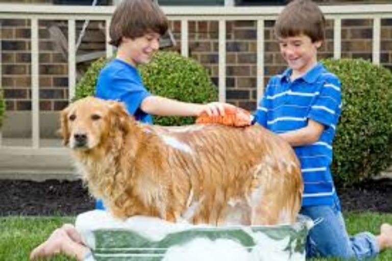 Cómo bañar a un perro