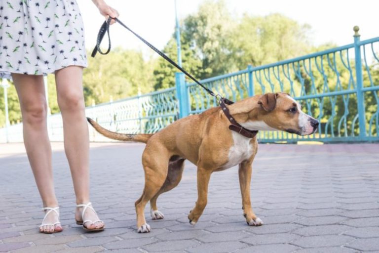 Cómo evitar que tu perro tire de la cadena (y te saque el hombro)
