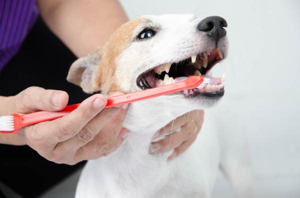 El truco para cepillarle los dientes a tu perro sin que pierdas un ‘dedo’