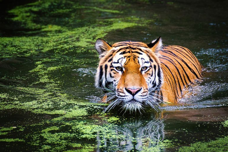 La Fauna Como Punto Importante En El Mundo