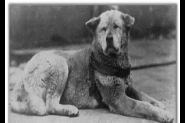 9 Pruebas De Que El Perro Es