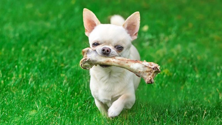 El error más catastrófico que cometes todos los días cuando le das la comida a tu perro