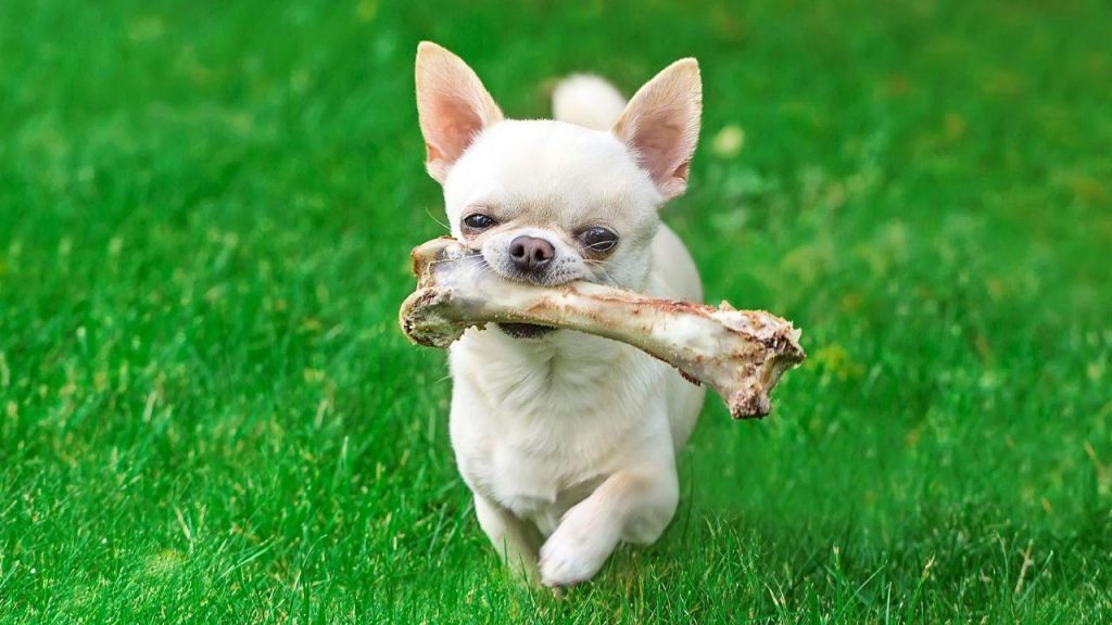 El Error Más Catastrófico Que Cometes Todos Los Días Cuando Le Das La Comida A Tu Perro