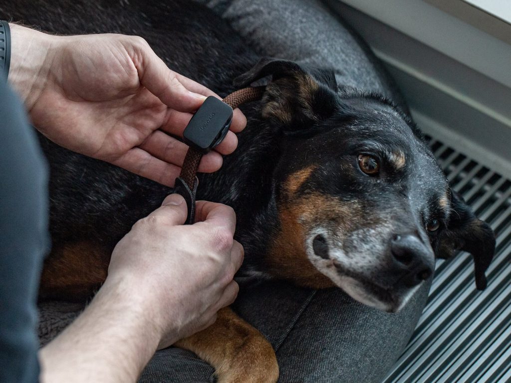 Invoxia Pet Tracker