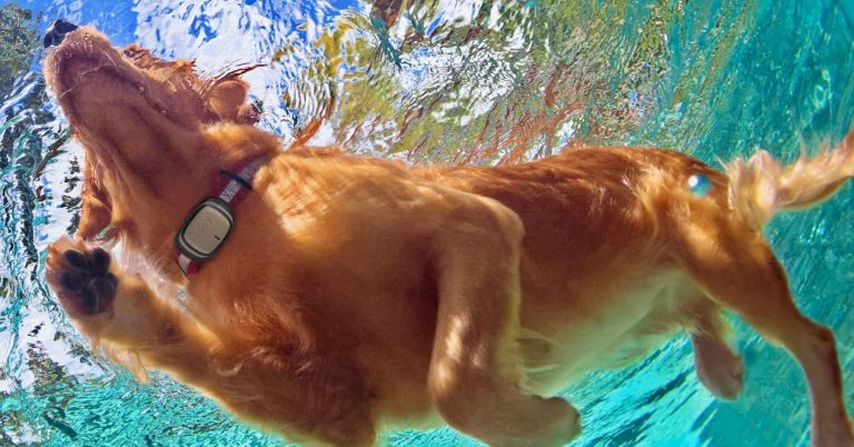 Cuida de tu perro: los mejores localizadores para mascota