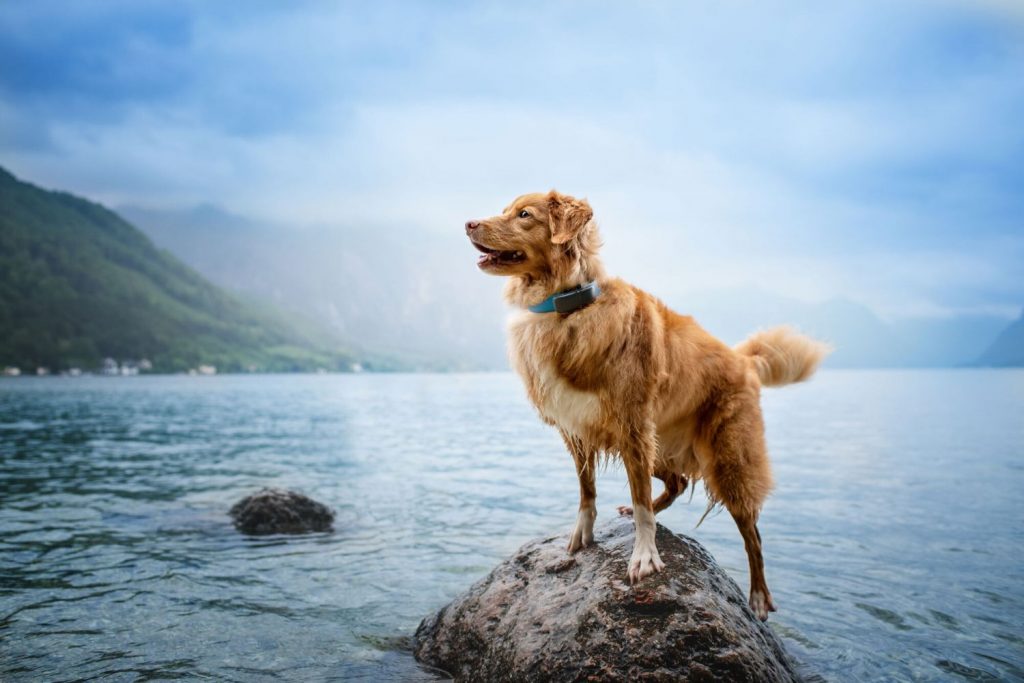 Localizadores Para Mascota Resistencia Al Agua