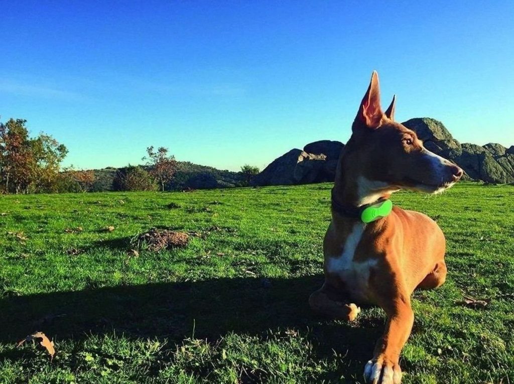 Localizadores Para Mascota