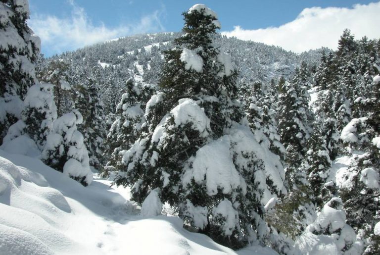 Aprobada en primera lectura la propuesta para declarar el Parque Nacional de las Nieves (Málaga)