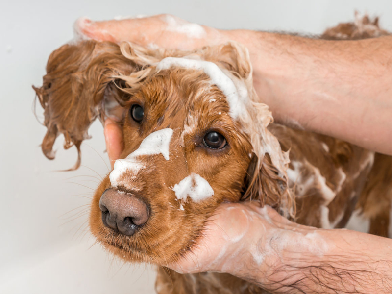 Pasos Para Bañar A Un Perro