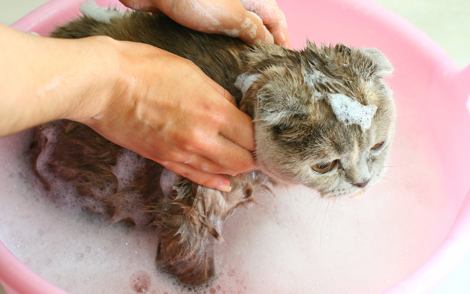 Pasos Para Bañar El Gato