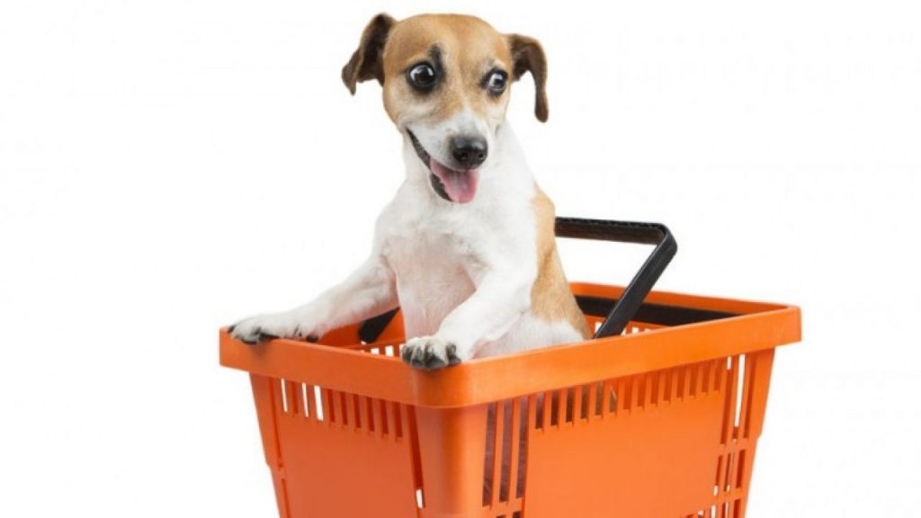 Perrito